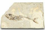 Cretaceous Fossil Fish (Eurypholis or Enchodus) - Lebanon #248363-1